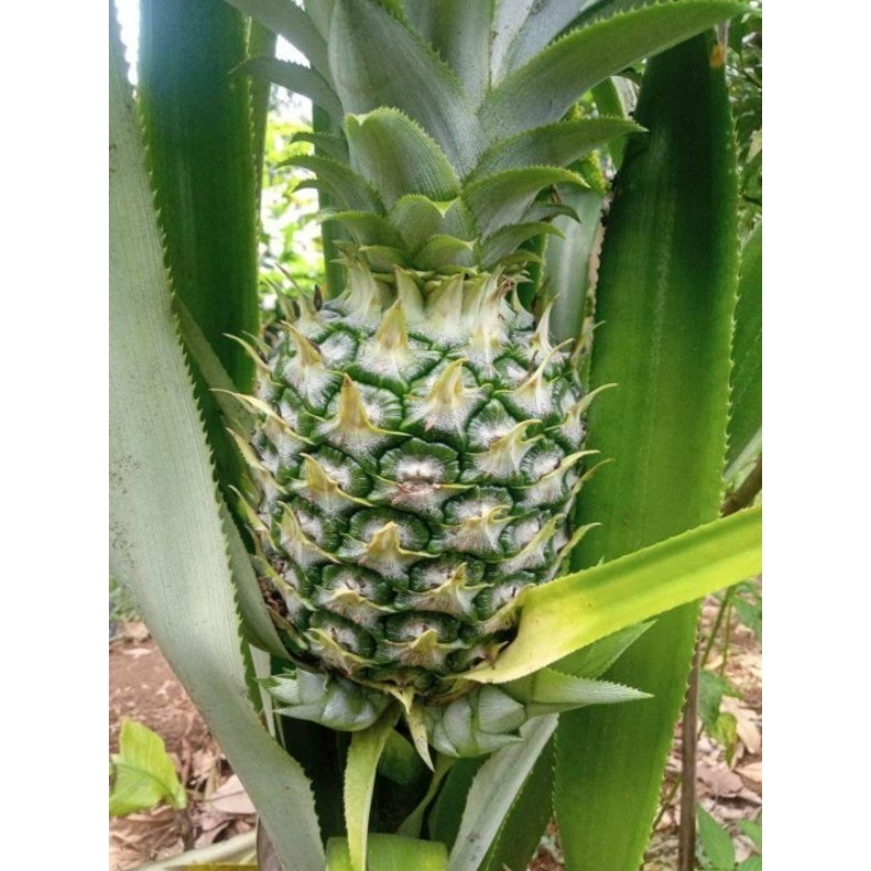 

Nanas Muda