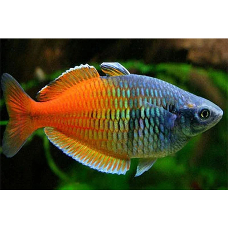 Rainbow Bosemani 2" 3"