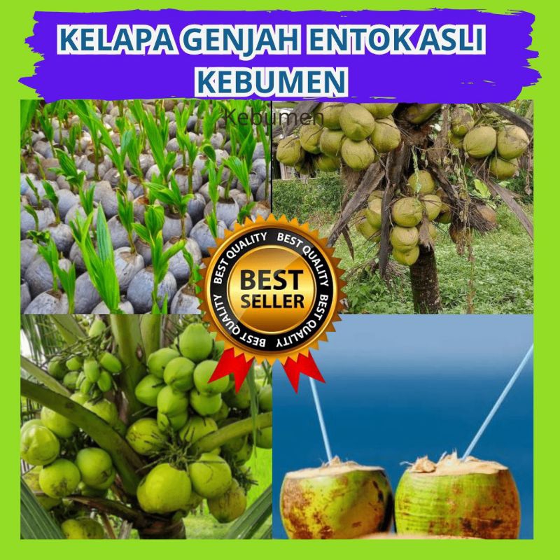 Bibit Kelapa Kuning, Bibit Kelapa Kopyor Genjah, Bibit Kelapa Kopyor Asli