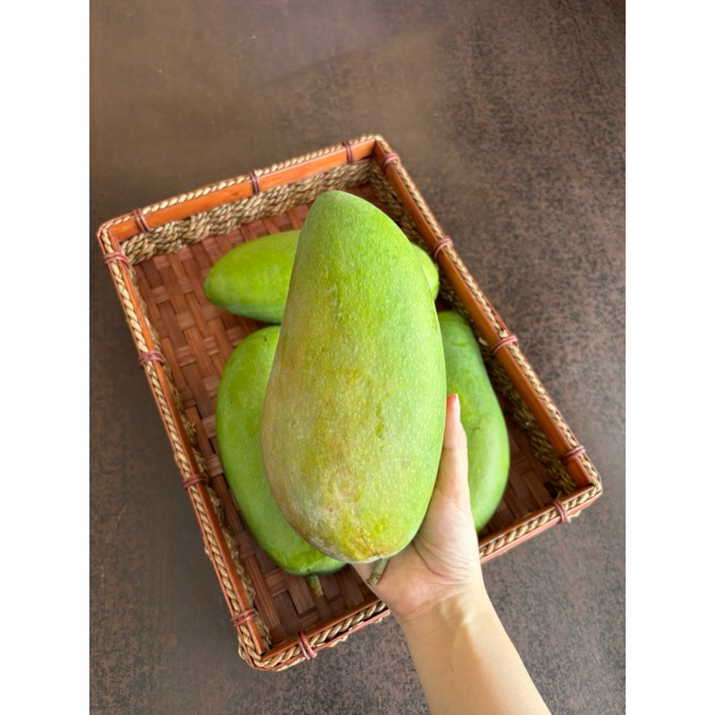 

DUTA BUAH SBY - Mangga Thailand Kiojay / 1 pcs