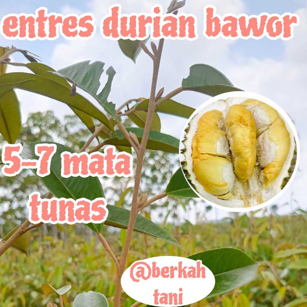 ENTRES DURIAN SUPER MATA TUNAS POHON DURIAN BAWOR ASLI