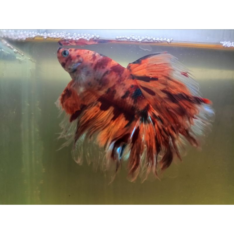 HM rosetail leopard multi