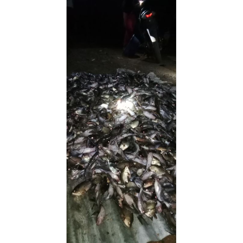 

ikan air tawar kering/selai
