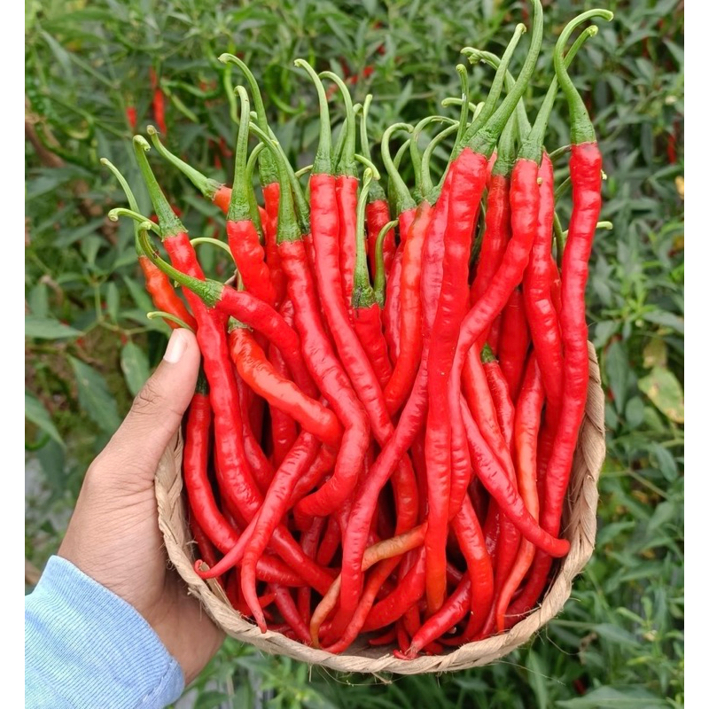 

Cabe Merah Keriting Syuper