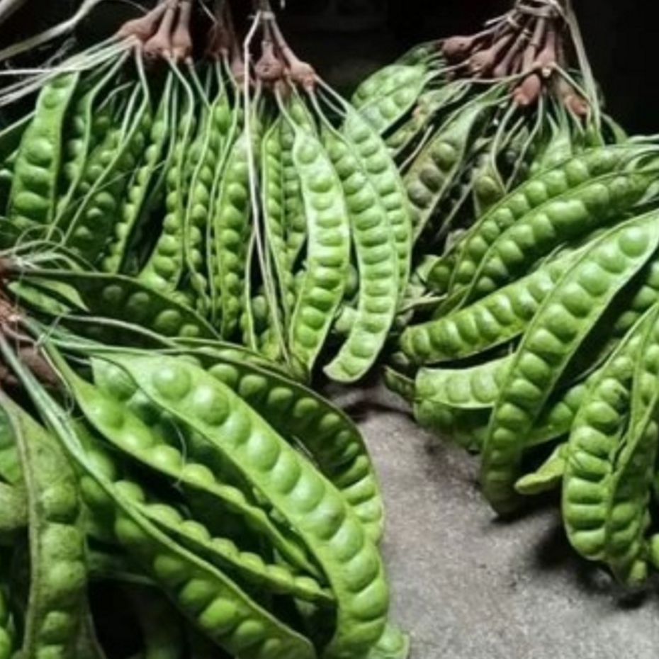 

buat petai fres Pete segar 10 PAPAN 10 LEMBAR - Petai lalapan Super grade A 10 LONJOR