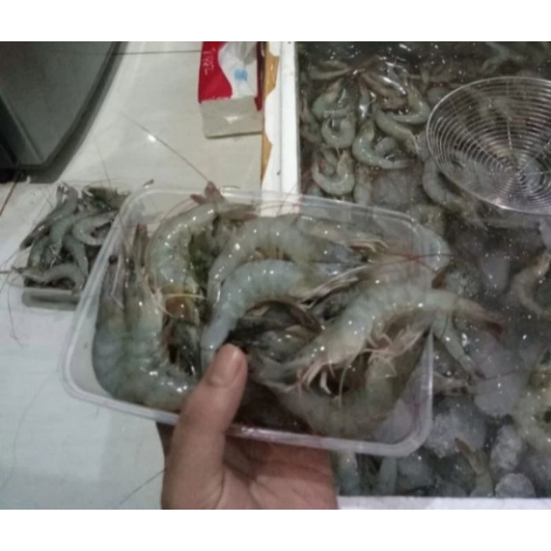 

udang segar 1kg
