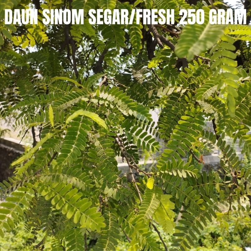 

DAUN SINOM ASAM JAWA SEGAR/FRESH LANGSUNG PETIK POHON BY ORDERAN MASUK KEMASAN 250 GRAM ORGANIK TStore