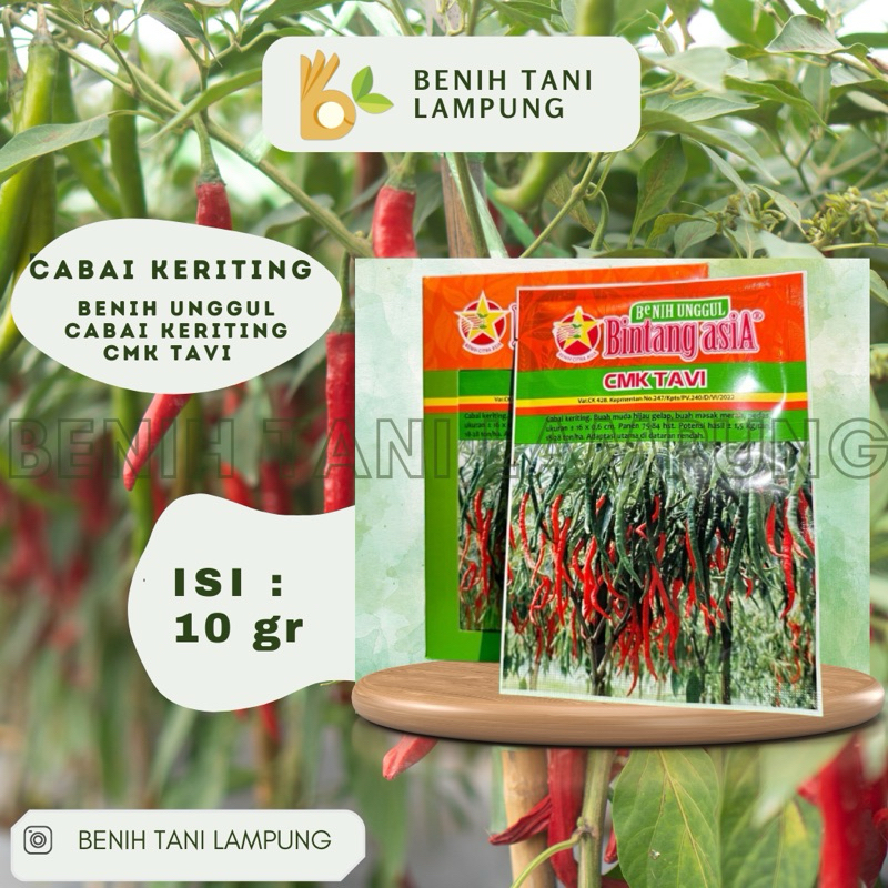 Benih CMK TAVI Bintang Asia 10gr