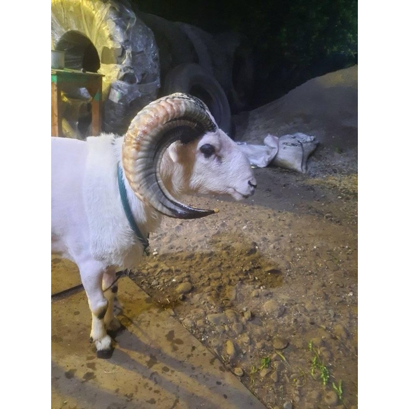 domba jantan hidup