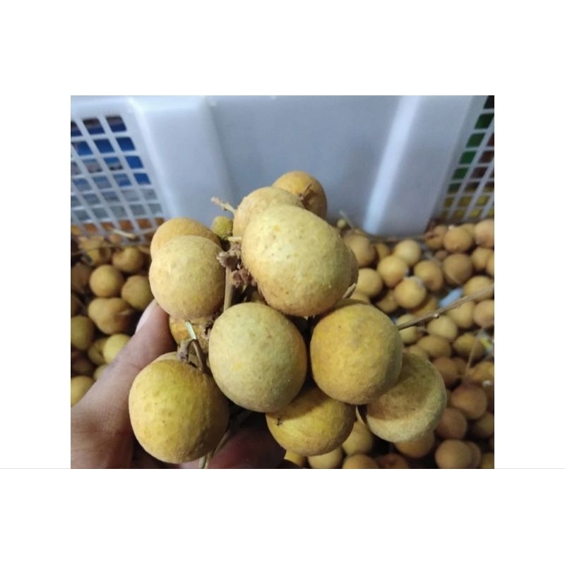 

Kelengkeng Impor Impor 500 gram fruits12