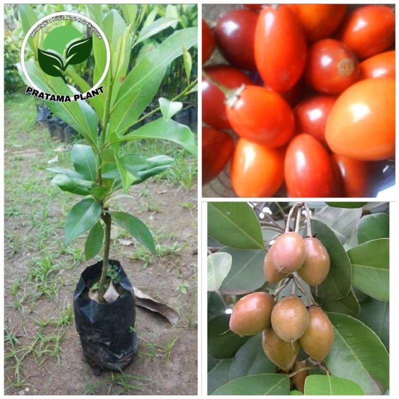 Bibit sawo kecik asli tanaman buah hasil semai biji super genjah