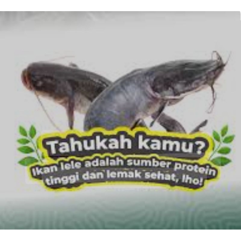 

ikan lele segar 1 kg ( isi 8 ekor )