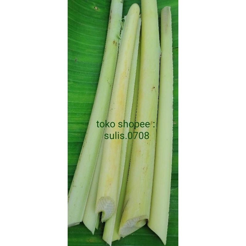 

Batang Daun Pisang per pcs 50cm | tulang daun pisang