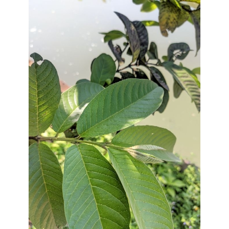 

Daun Jambu Biji Segar 250gr