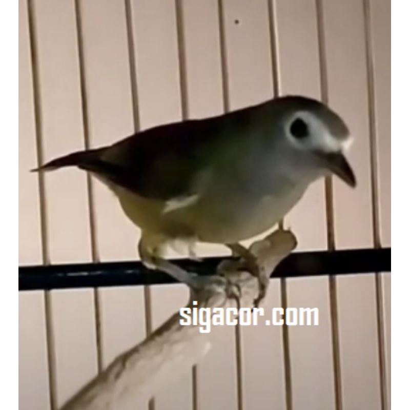 RB Burung opyor jawa pilihn jantan istimewa