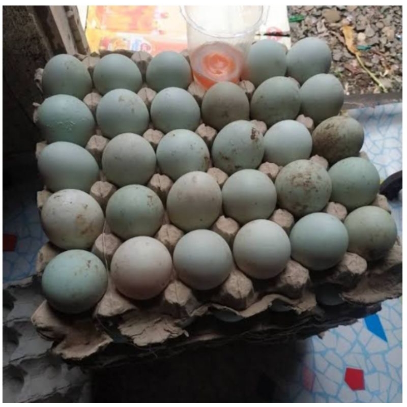 

telor itik