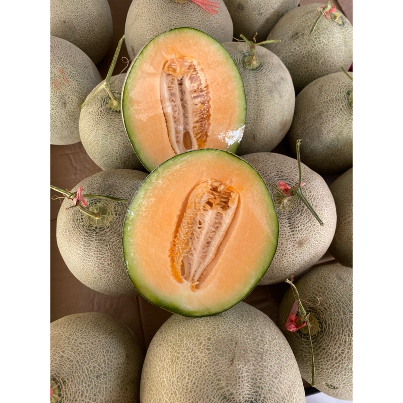 

Melon oren melon putih Lokal (Per Biji)