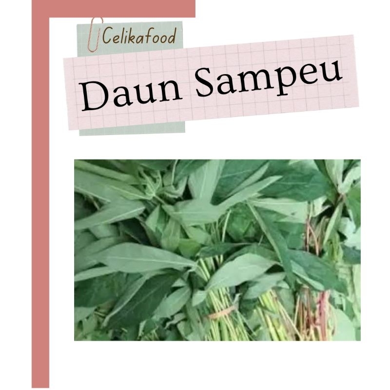 

Daun Singkong 1 Ikat Sayur Sampeu Ketela Ubi Kayu Fresh Sayuran