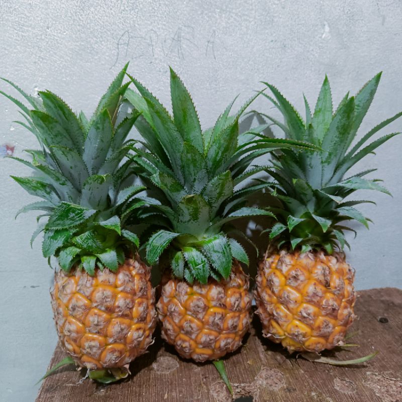 

NANAS MADU PEMALANG