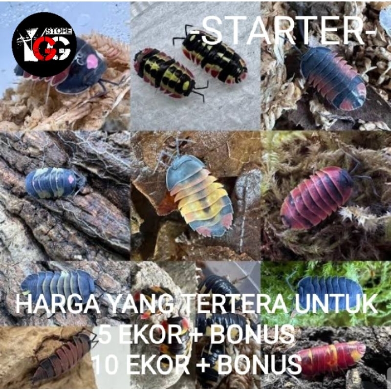 BERBAGAI JENIS ISOPOD / STARTER / ISOPODA / TERARIUM / VIVARIUM / PALUDARIUM / PAKAN / CEK VARIAN & 