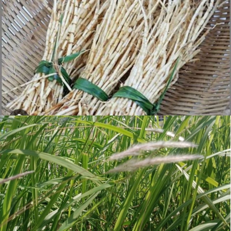 

Akar alang-alang 500gram