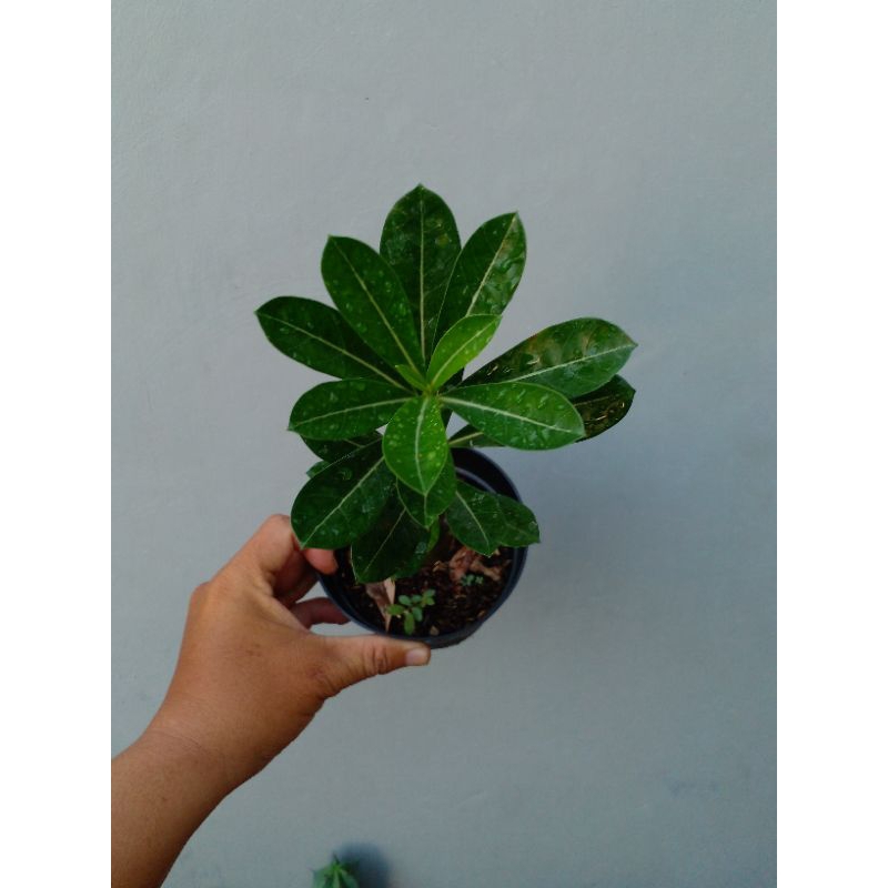 Adenium somalense var somalense