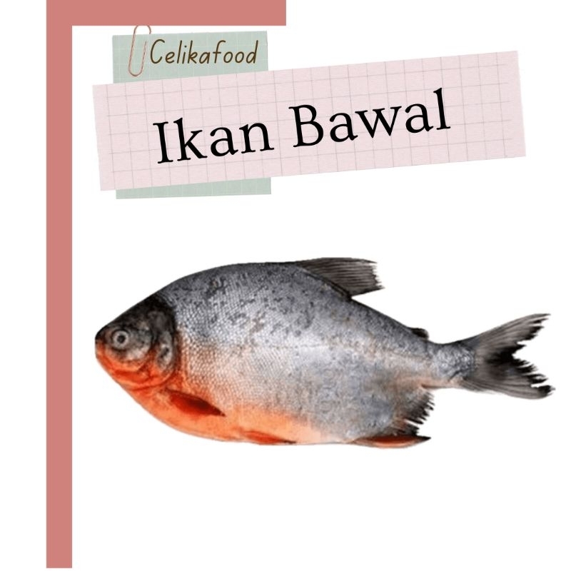 

Ikan Bawal Air Tawar 500gr Merah Fresh Fish