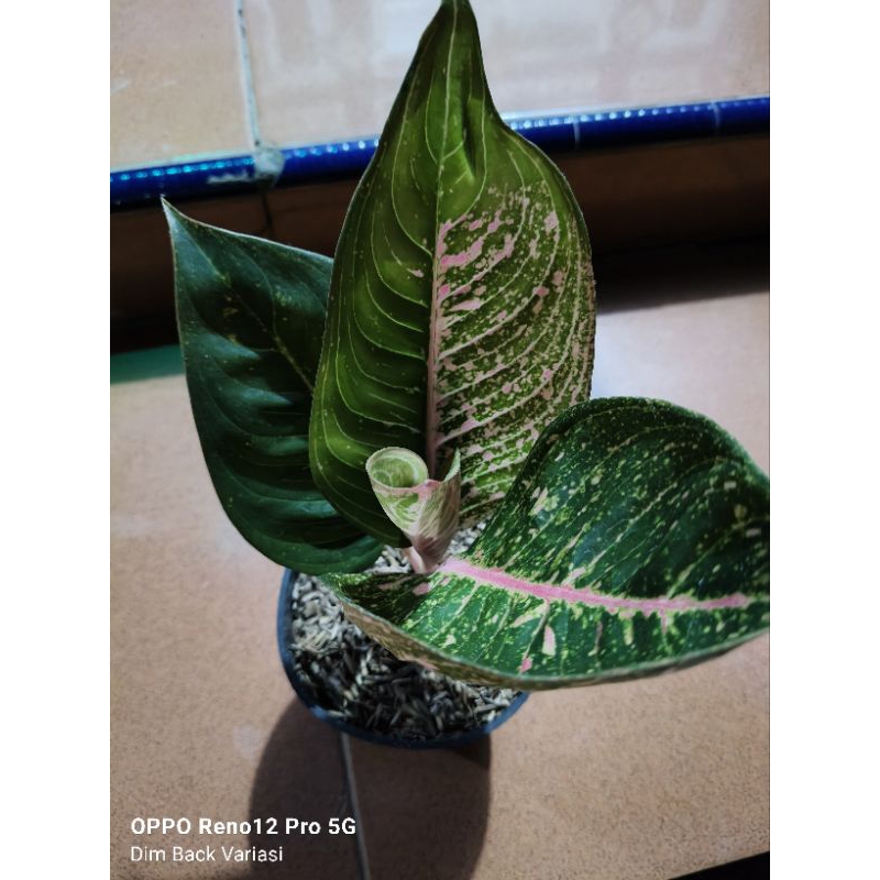 Tanaman Hias Bunga Aglonema Shinta Sektoral