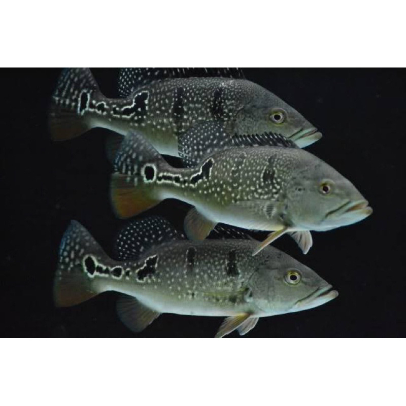 Pbass Brokopondo 7-8cm