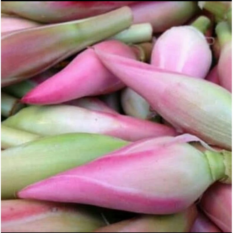 

bunga kecombrang/rombeh hijau sayur 500g