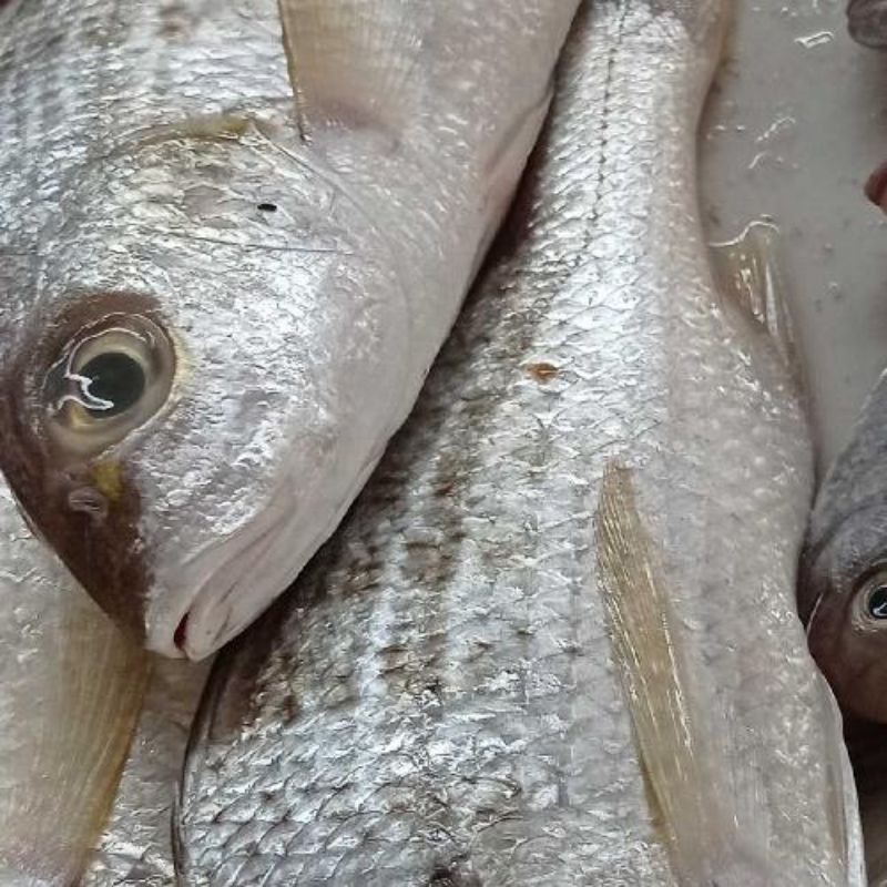 

Frozen ikan kakap sudah dipotong 1/2 kg