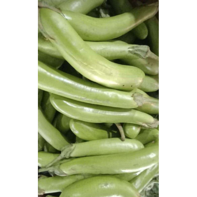 

Terong Hijau dan Ungu