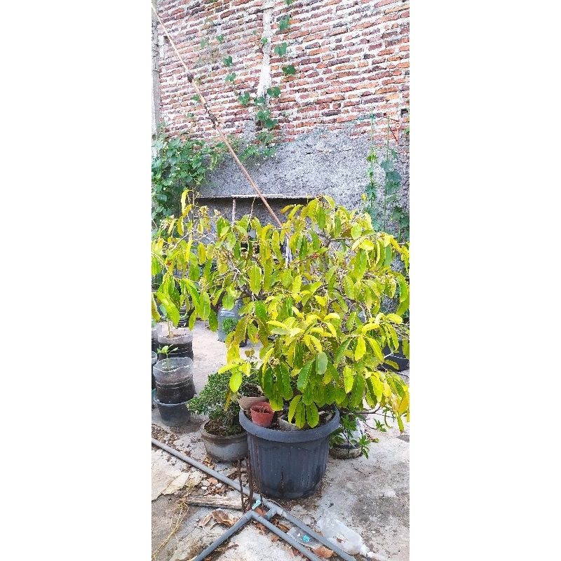 BONSAI POHON DUWET JUWET JAMBLANG PUTIH BERBUAH