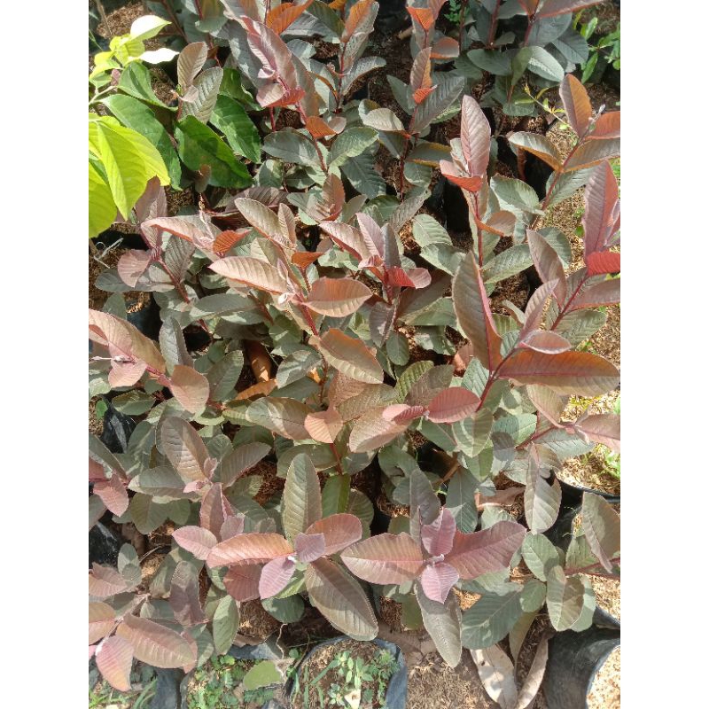 bibit jambu merah,beli (3)bonus(2)bibit jeruk kasturi