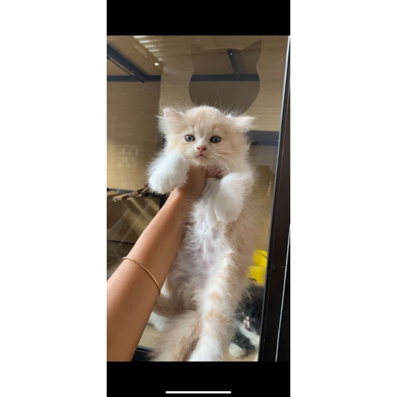 flatnose cream putih