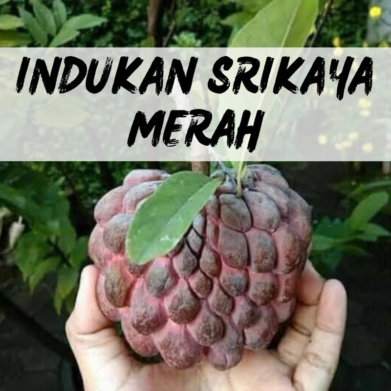 PACKING KAYU - Tabulampot srikaya merah sudah berbuah