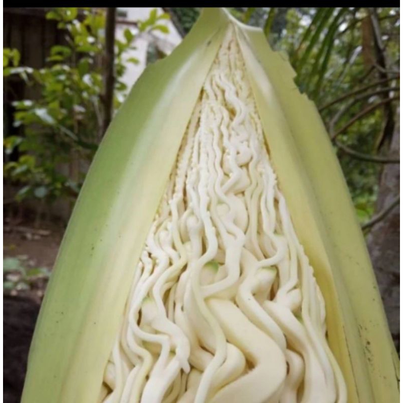 

bunga pinang muda segar 500 gram kembang pinang