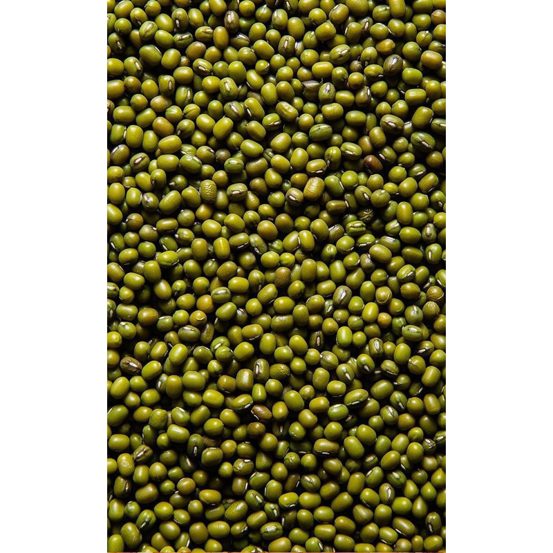 

Kacang Hijau Berkualitas
