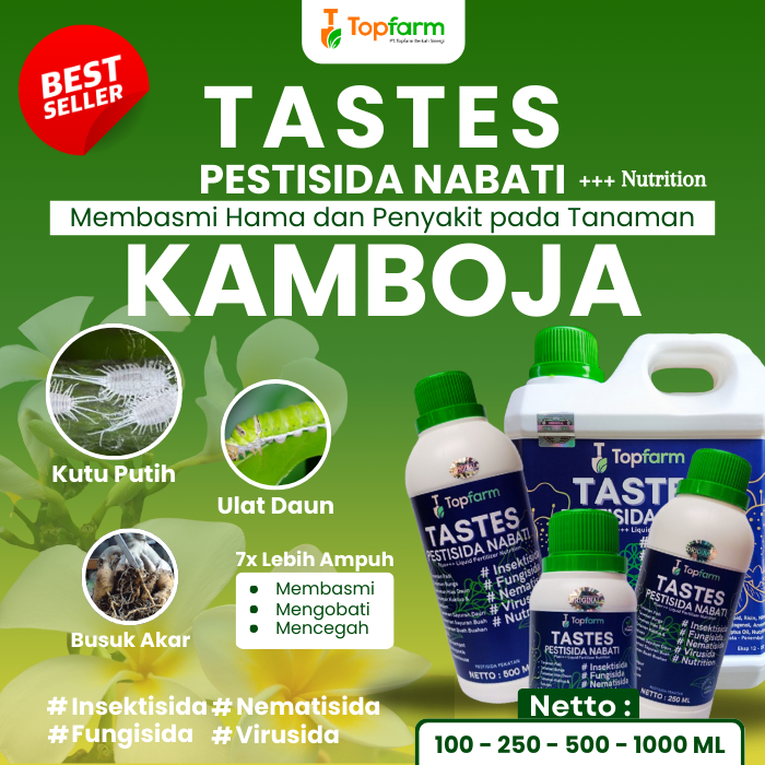 Obat Untuk Bunga Kamboja / Obat Bunga Kamboja / Obat Hama Bunga Kamboja Japan / Obat Tanaman Bunga K