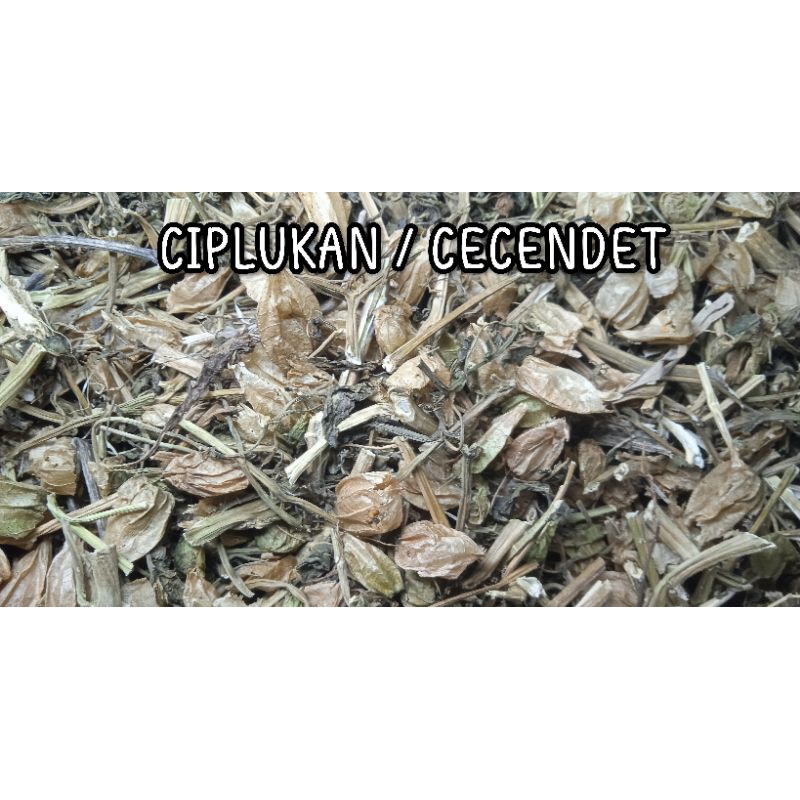 

CIPLUKAN KERING / CEPRUTAN / CECENDET - Original - Isi 500.Gram - Kemasan isi setengah kilo