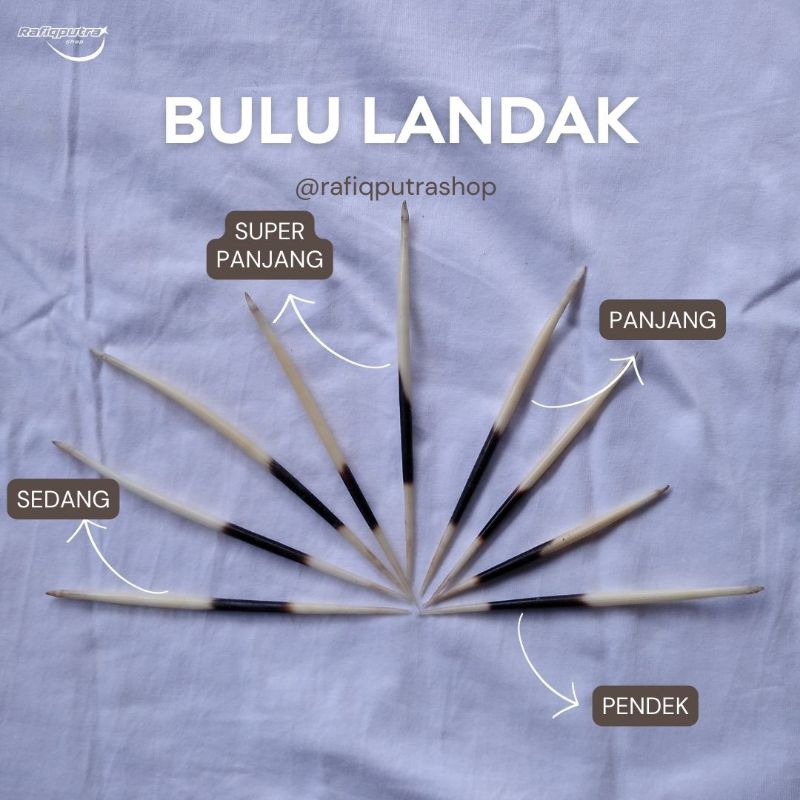 AKSESORIS BULU LANDAK