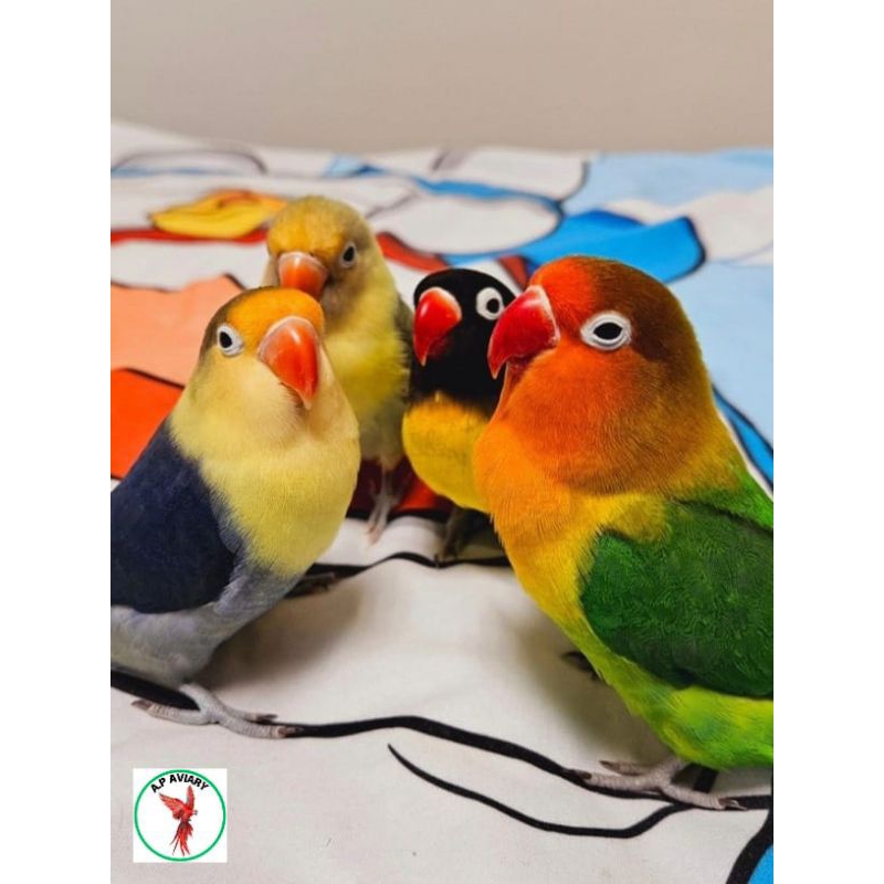 lovebird jinak manja dan skill