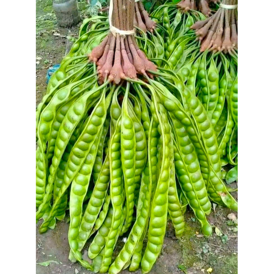 

PETE SUPER BIJI GEDE (paket murahh per 10 papan) TUA