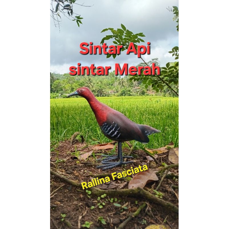 boneka jontrot  burung sintar merah / sintar api (new)