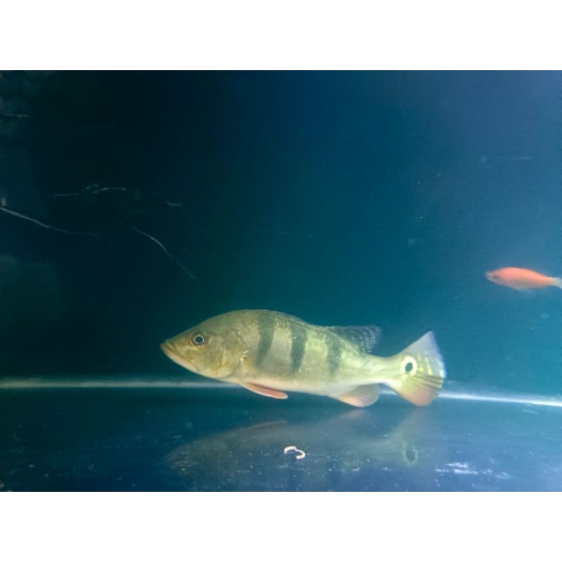 Pbass Monoculus 15-18cm / hiasan aquarium