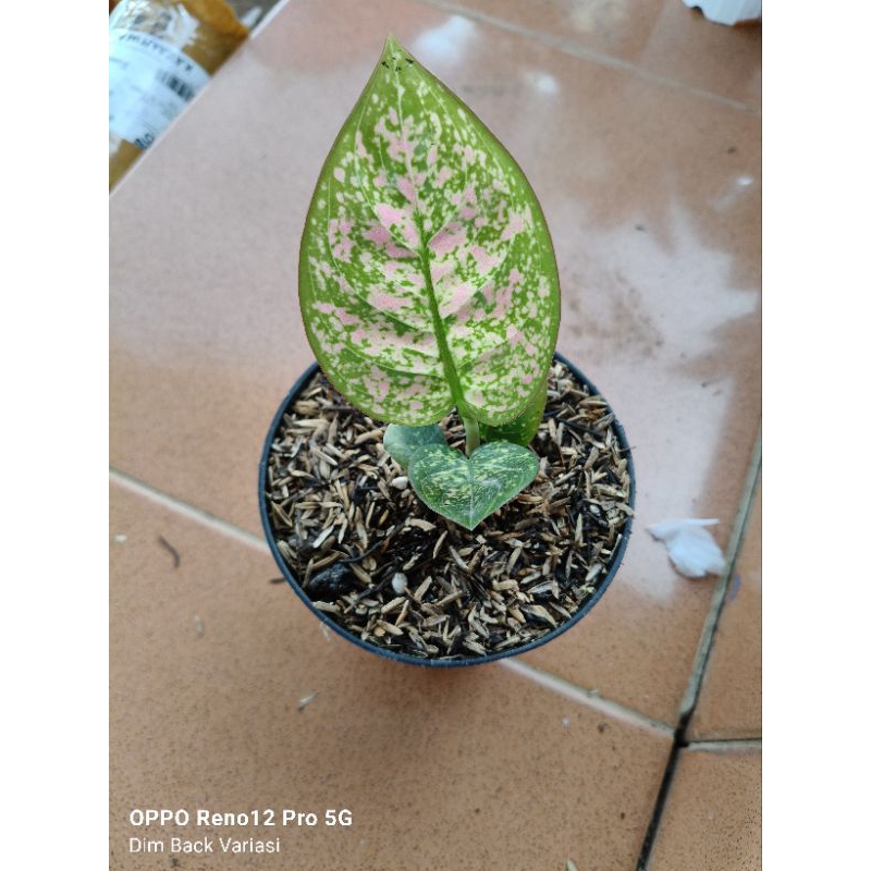 Tanaman Hias Bunga Aglonema Aglaonema Ruby Kura