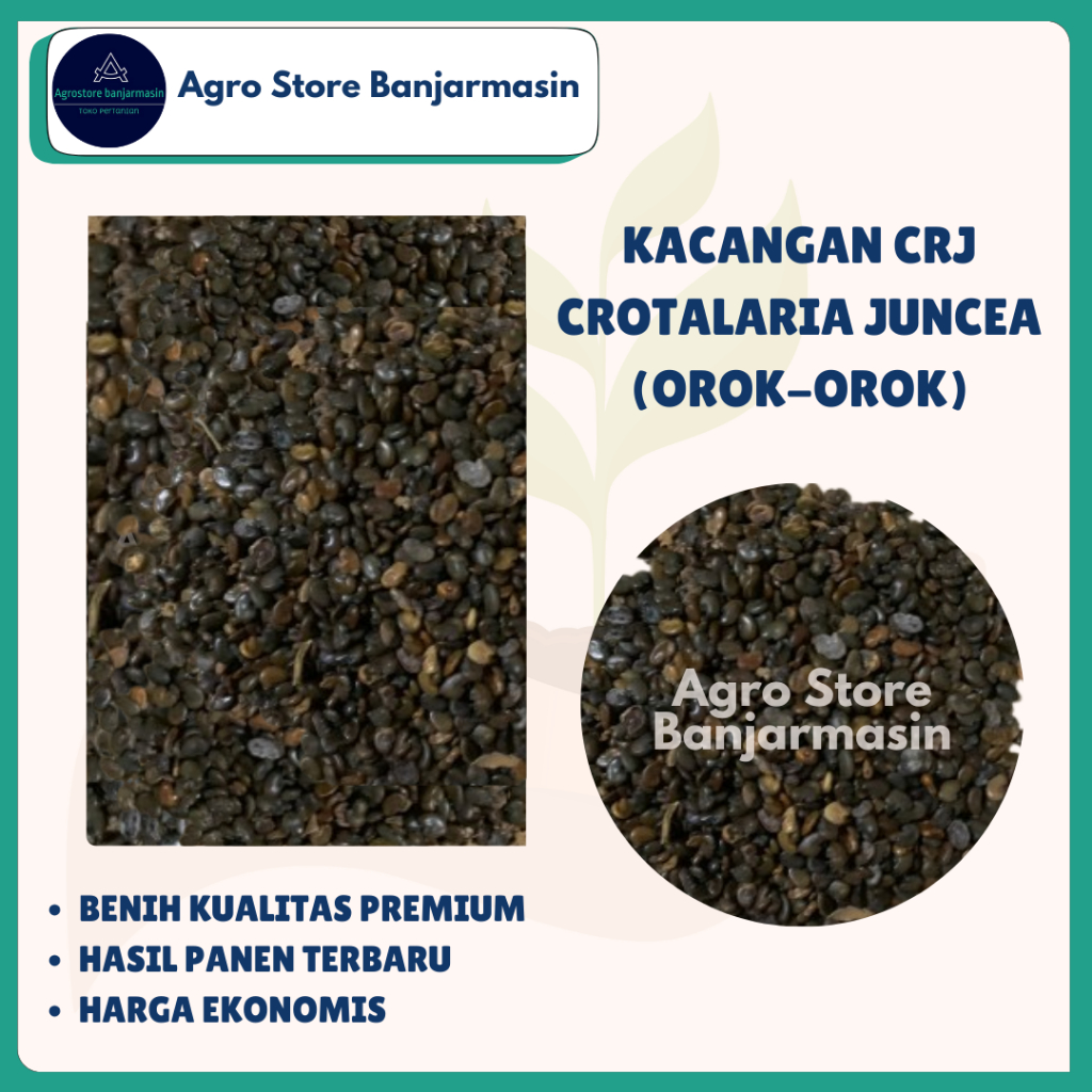 Benih CRJ (Crotalaria Juncea) atau Orok-orok per Kg