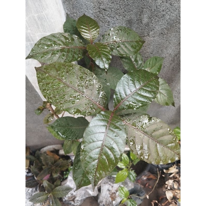 

Daun Ungu wasir Segar fresh