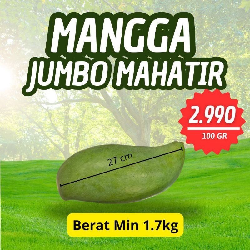 

MANGGA JUMBO MAHATIR