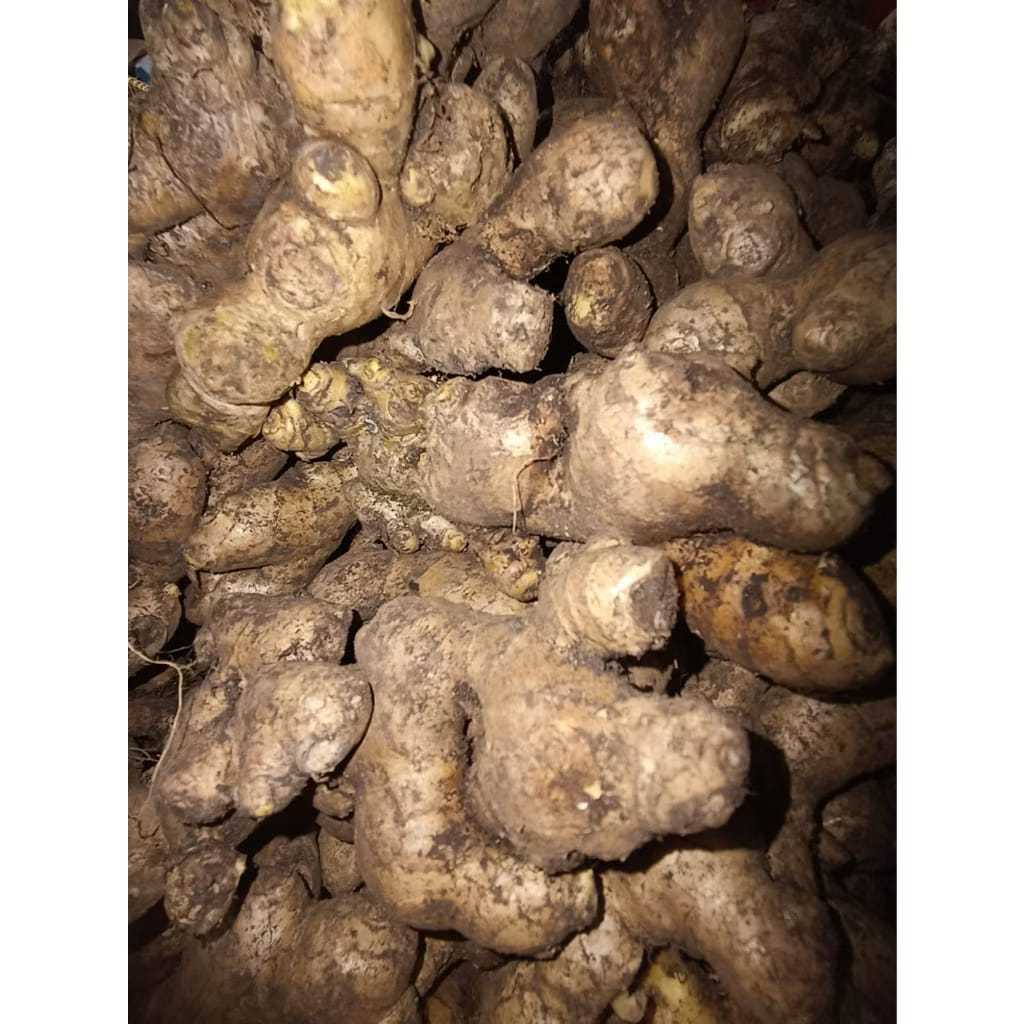 

JAHE PUTIH UKURAN KECIL 1k